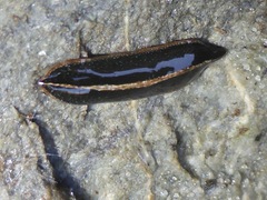 Newzealandia