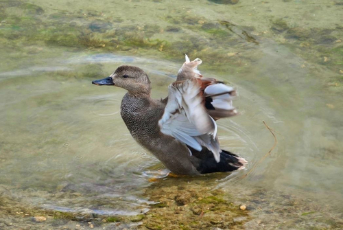 Gadwall