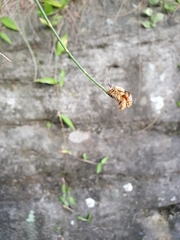 Amegilla bombiformis