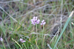 Allium serra