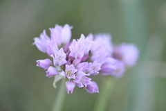 Allium serra