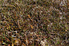 Abrotanella caespitosa