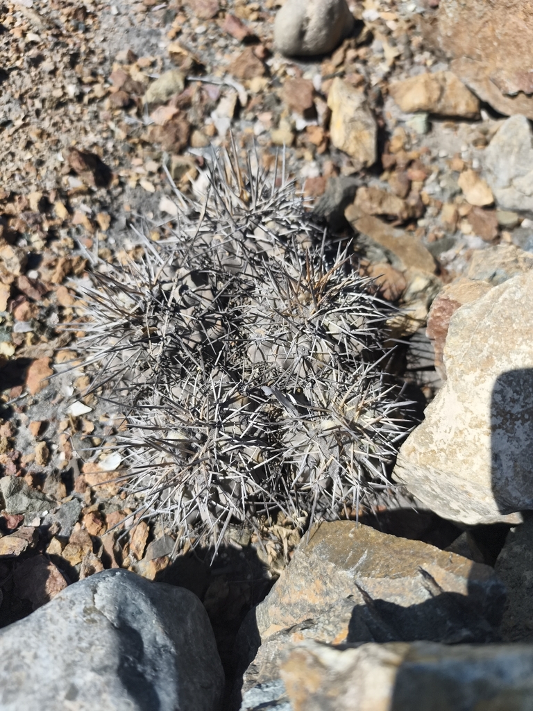 Copiapoa fiedleriana, Huasco, CL-AT, CL