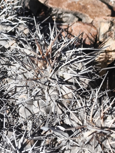 Copiapoa fiedleriana