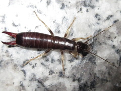 Gonolabis marginalis