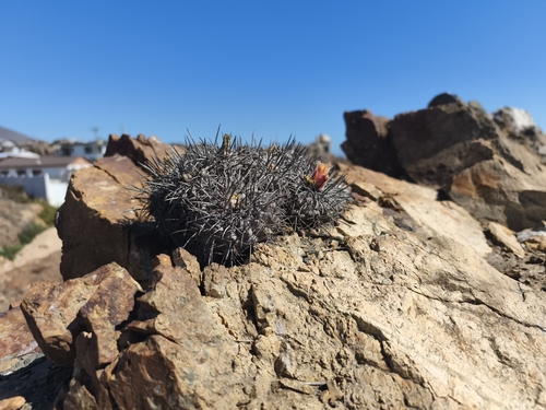 Copiapoa fiedleriana