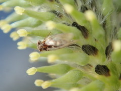 Cacopsylla brunneipennis