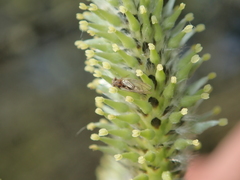 Cacopsylla brunneipennis