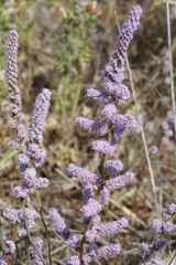 Psylliostachys spicata