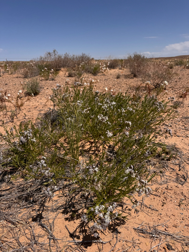 Amsonia tomentosa, photograph 6
