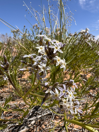 Amsonia tomentosa, photograph 5