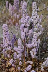 Psylliostachys spicata