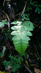 Stegnogramma wilfordii