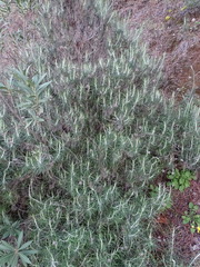 Ptilostemon chamaepeuce cyprius