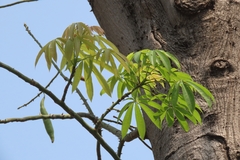 Ceiba pentandra