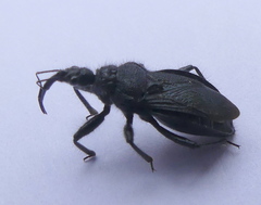 Coranus carbonarius