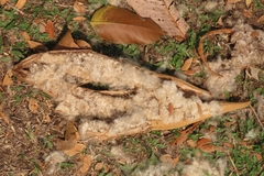 Ceiba pentandra