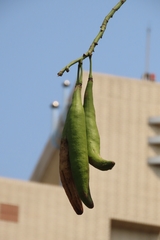 Ceiba pentandra
