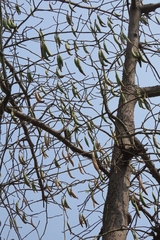Ceiba pentandra