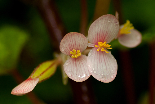 Begonia oxyloba · iNaturalist