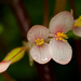 Begonia oxyloba - Photo (c) Bart Wursten, μερικά δικαιώματα διατηρούνται (CC BY-NC), uploaded by Bart Wursten