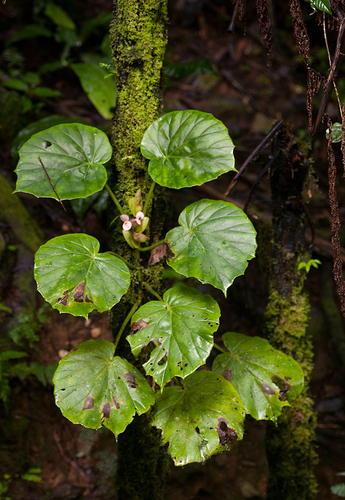 Begonia ampla