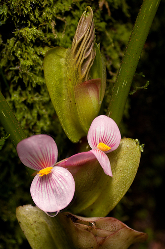 Begonia ampla