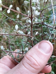 Olearia virgata