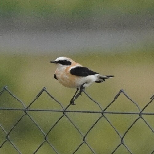 Western Black-eared Wheatear (Oenanthe hispanica), photo 3