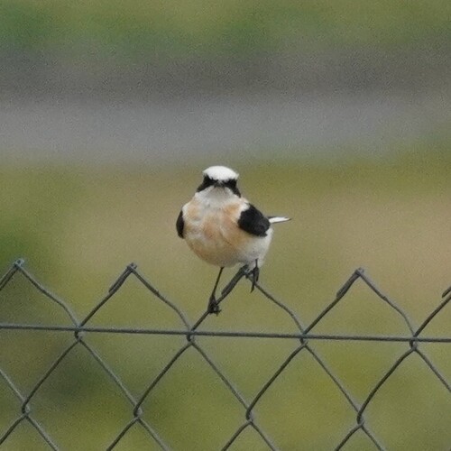 Western Black-eared Wheatear (Oenanthe hispanica), photo 4