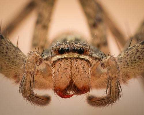 Pantropical Huntsman Spider photo 4