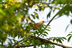 Pycnonotus zeylanicus