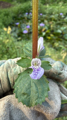 Hygrophila difformis (L.f.) Blume