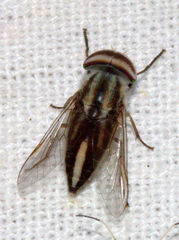 Tabanus striatus