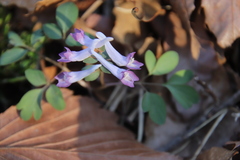 Corydalis ambigua