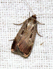 Tathorhynchus exsiccata