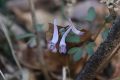 Corydalis ambigua
