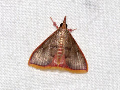 Odontiinae
