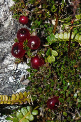 Coprosma atropurpurea
