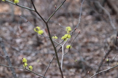 Lindera obtusiloba