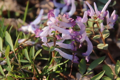 Corydalis ambigua