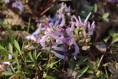 Corydalis ambigua
