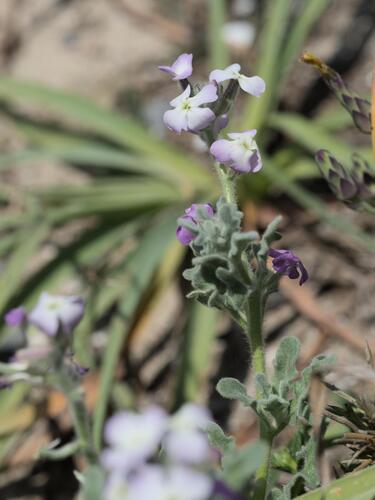Matthiola tricuspidata