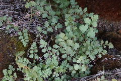 Cystopteris tasmanica