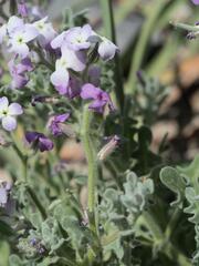 Matthiola tricuspidata, photograph (c) Daniel Cahen, some rights reserved (CC BY)
