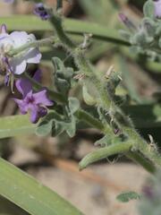 Matthiola tricuspidata, photograph (c) Daniel Cahen, some rights reserved (CC BY)