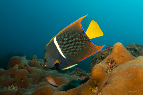 Holacanthus passer