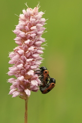 Clytra