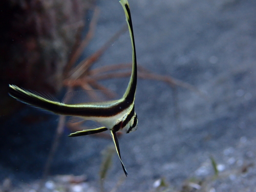 Jackknife-fish (Equetus lanceolatus) — Sciaenidae