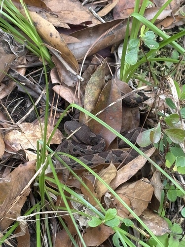 Metlapilcoatlus borealis